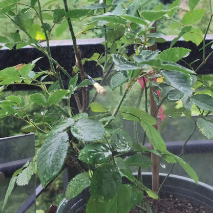 Tube Garden Water Mister