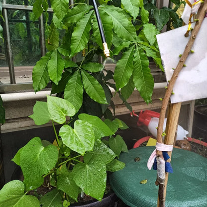 Tube Garden Water Mister